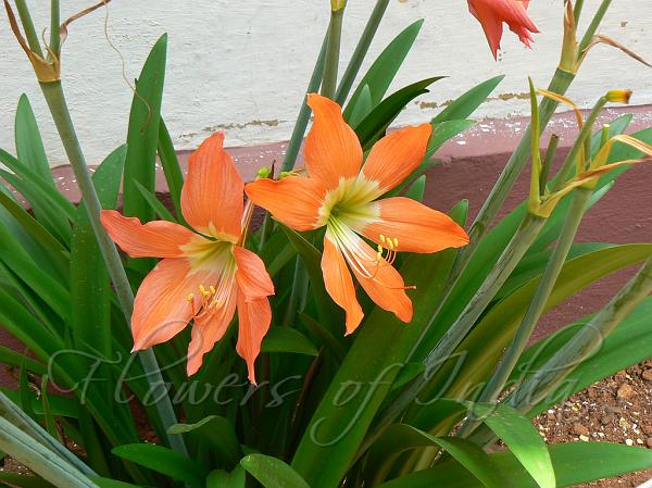 lily-flower-information-in-marathi-flower